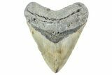 Fossil Megalodon Tooth - North Carolina #365006-1